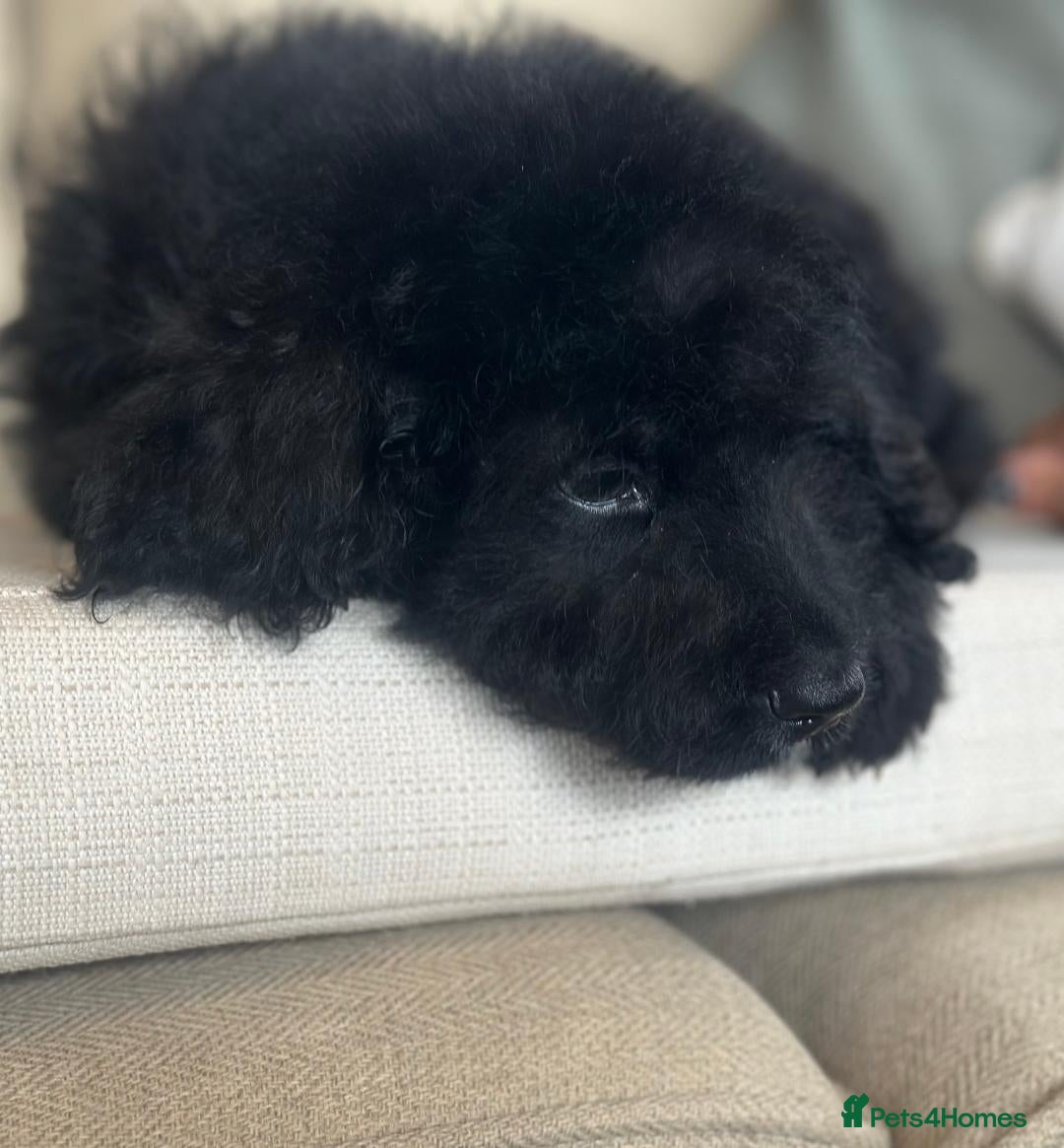 Bernedoodle dogs for sale: F1 STANDARD BERNADOODLE BOY - Image 6