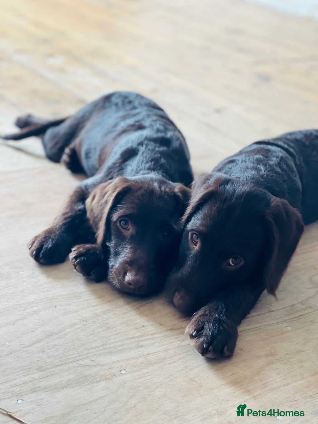 Mixed Breed dogs for sale: Gorgeous dogs, amazing pets & great temperaments!  - Advert 2