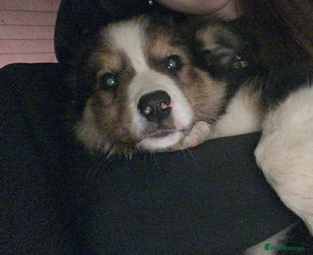 Mixed Breed dogs for sale: 13 week old collie mix - Advert 3