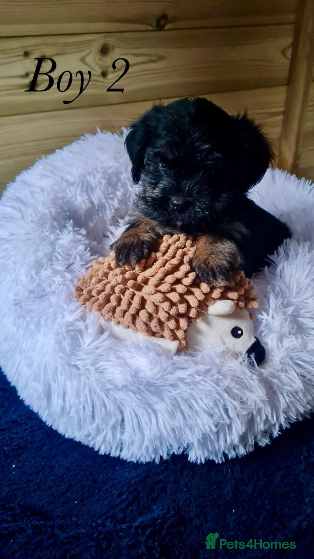 Shorkie dogs for sale: 9 stunning shorkie puppies - Image 14