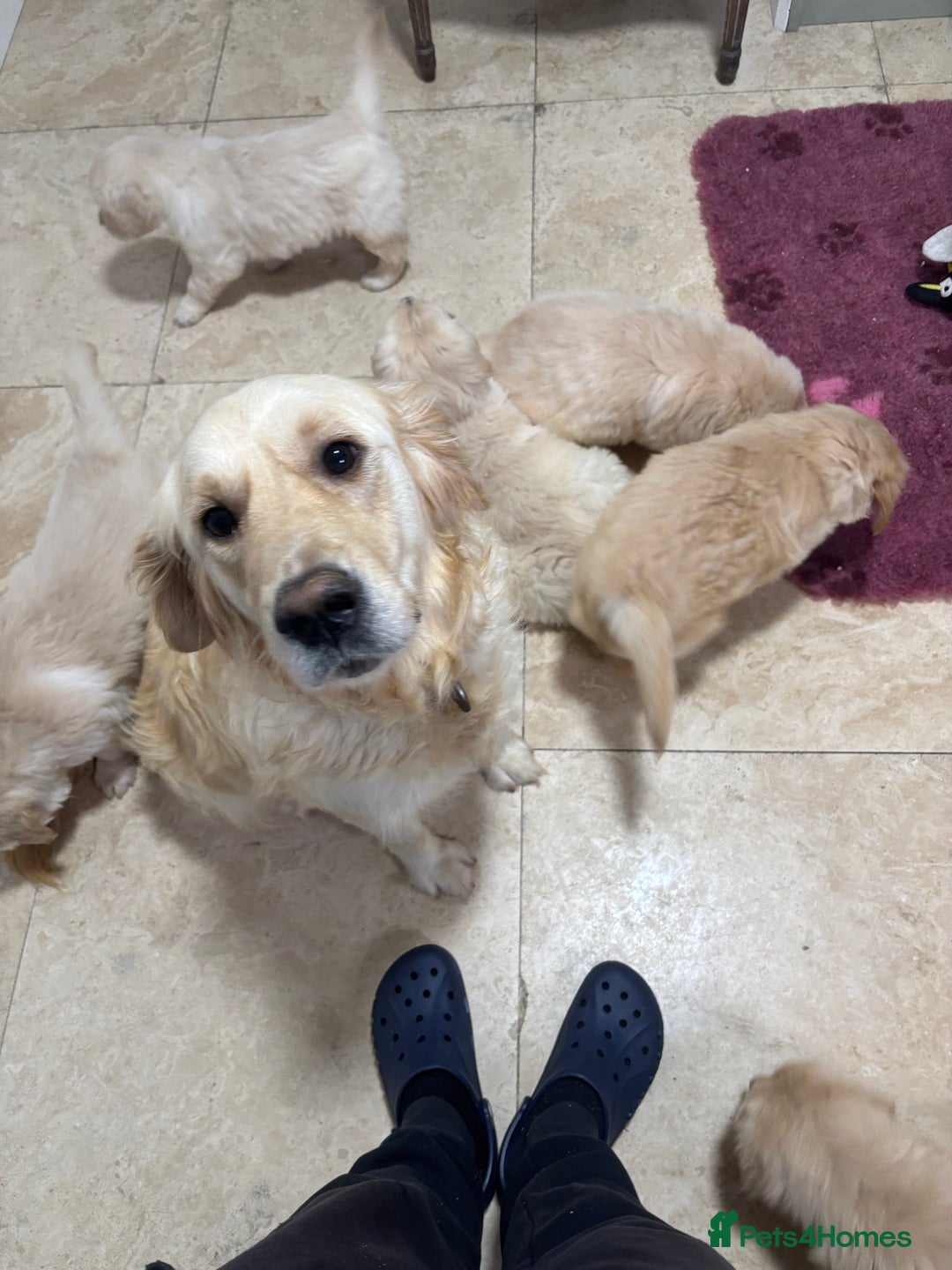 Golden Retriever dogs for sale: Golden retriever puppies  - Advert 1