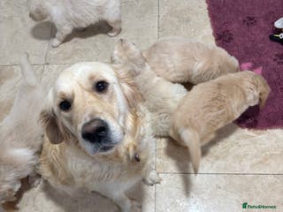 Golden Retriever dogs Golden retriever puppies - Advert 3