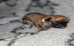 Boxer dogs for sale: Boxer puppies - Image 8