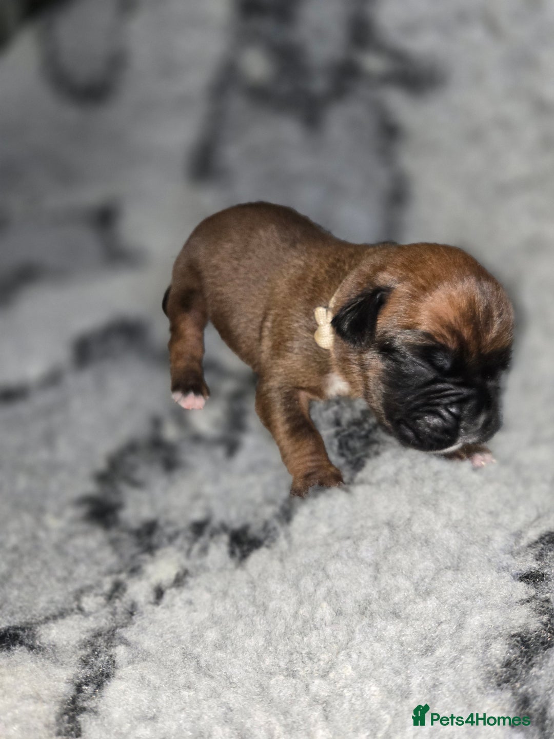 Boxer dogs for sale: Boxer puppies - Image 8