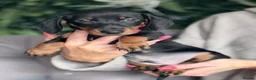 Miniature Dachshund dogs for sale: Miniature dachshund  in Stafford - Advert 5