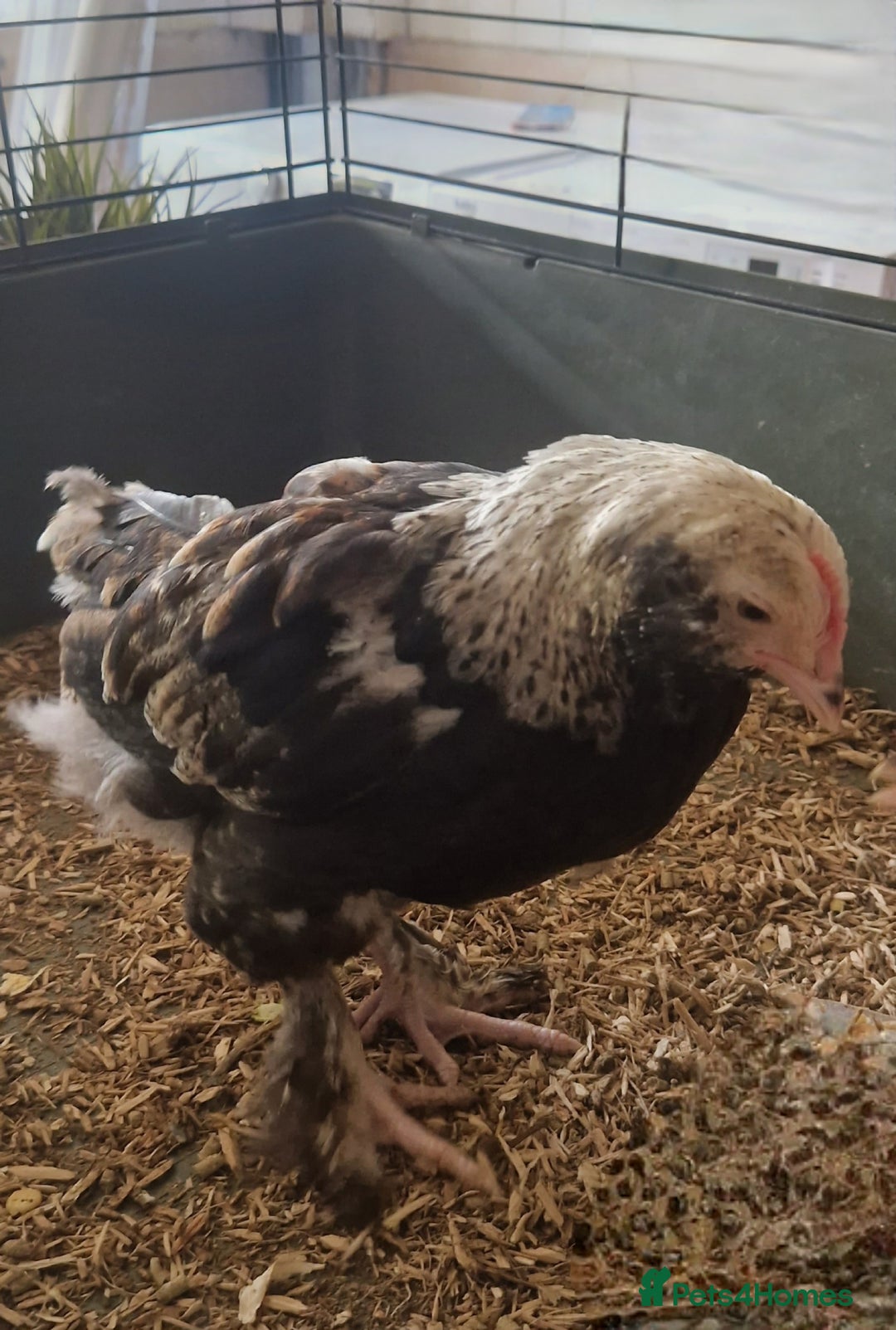 Chickens poultry for sale: Salmon Faverolle chicken - Image 2
