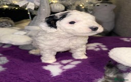 Cavapoo dogs for sale: Gorgeous rare Cavapoo F1B puppies 🐶  - Image 4