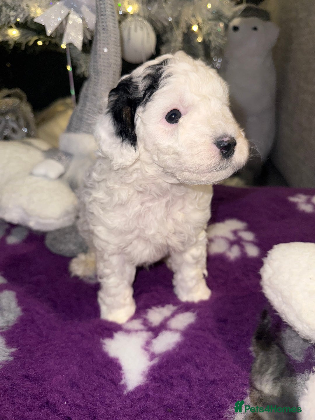 Cavapoo dogs for sale: Gorgeous rare Cavapoo F1B puppies 🐶  - Image 4
