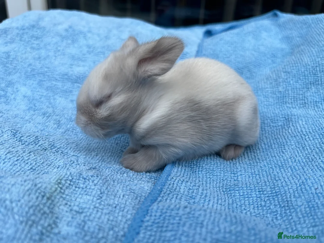 Mini Lop rabbits for sale: Stunning mini lops for sale  - Advert 2