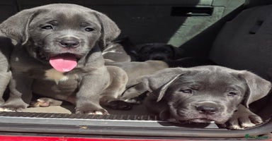 Cane Corso dogs - Advert 2