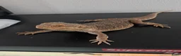 Bearded Dragon reptiles for sale: Bearded dragon and enclosure  in Plymouth - Advert 3