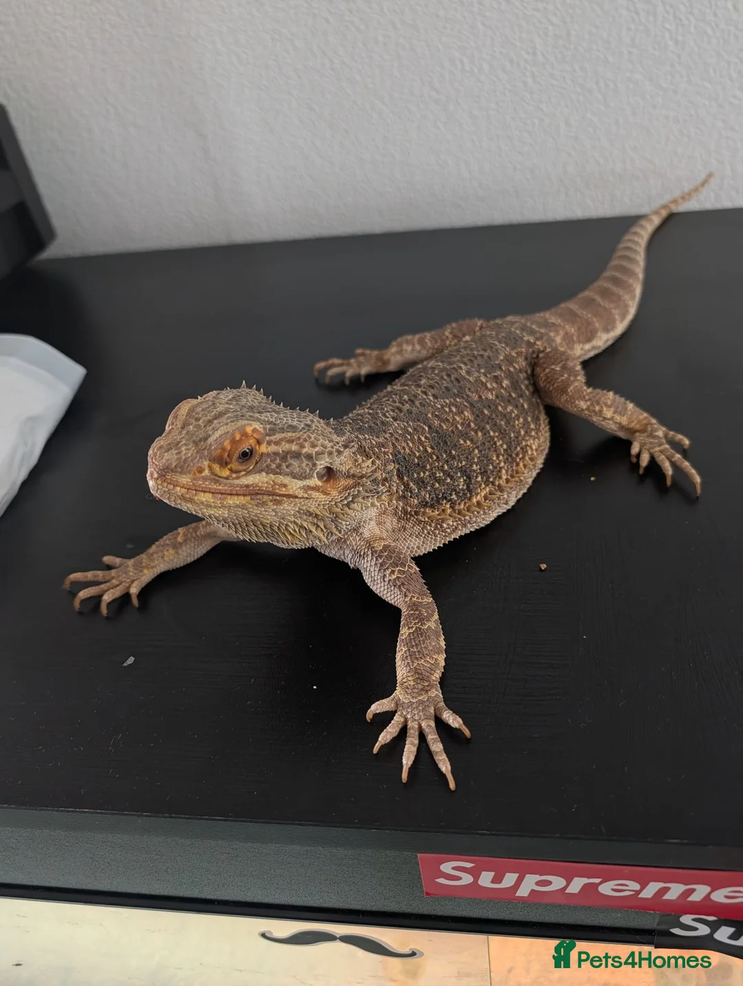 Bearded Dragon reptiles for sale: Bearded dragon and enclosure  in Plymouth - Advert 3