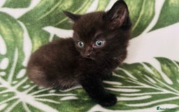 Mixed Breed cats for sale: 4 beautiful half persian kittens - Image 3