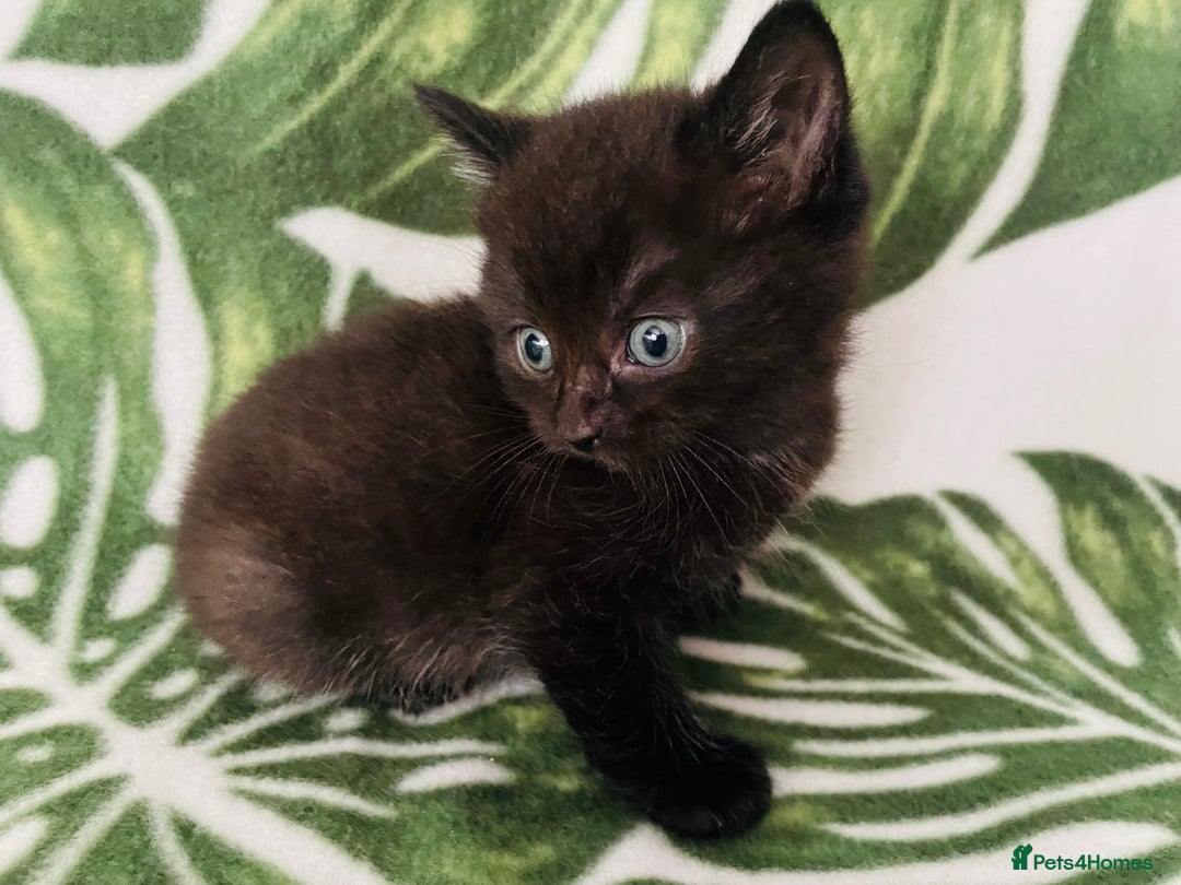 Mixed Breed cats for sale: 4 beautiful half persian kittens - Image 3