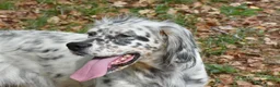 English Setter dogs for adoption: Bimba in Blaydon-on-Tyne - Advert 2