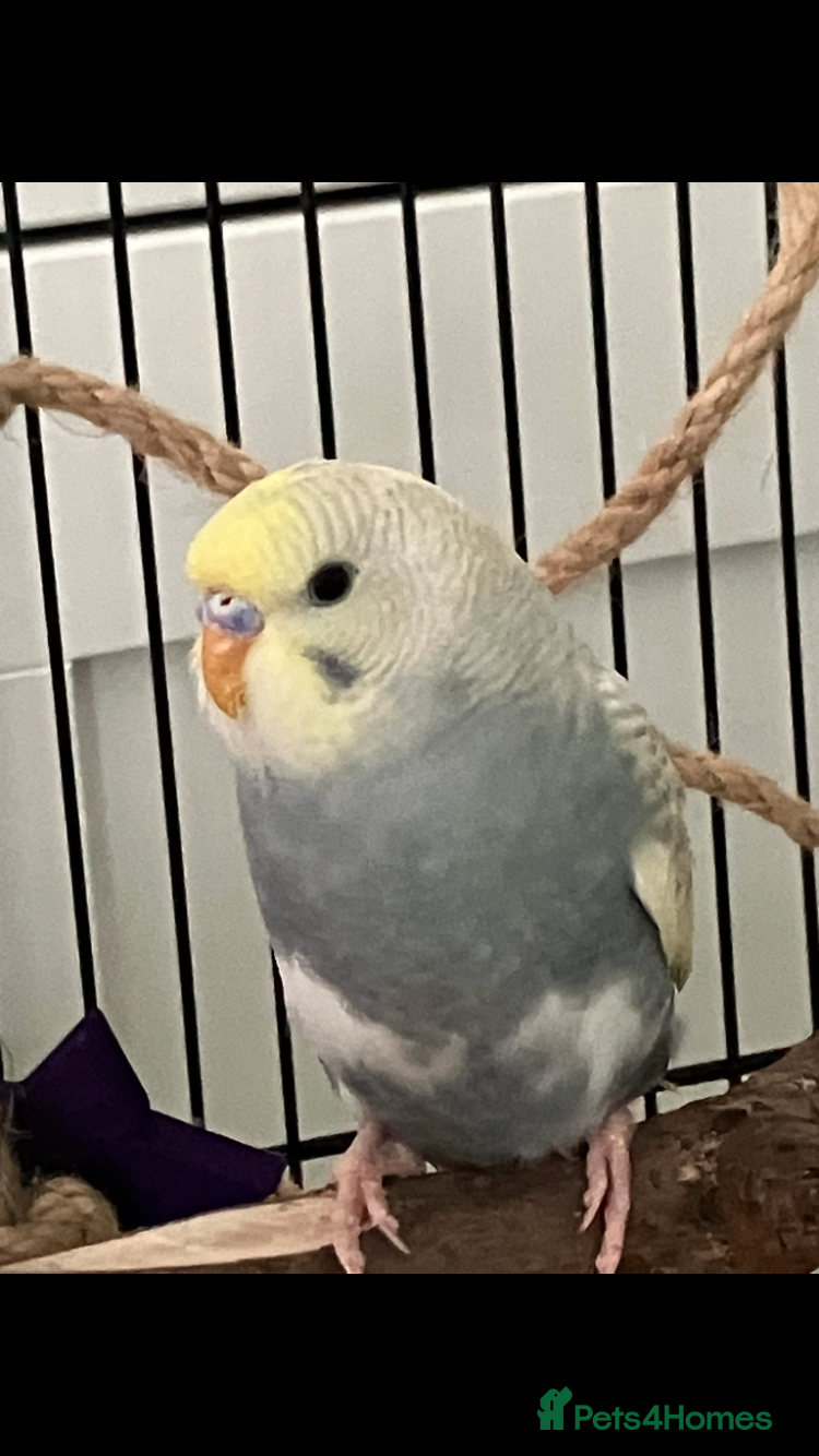 Budgerigars birds Two female budgies 5 month old - Advert 1