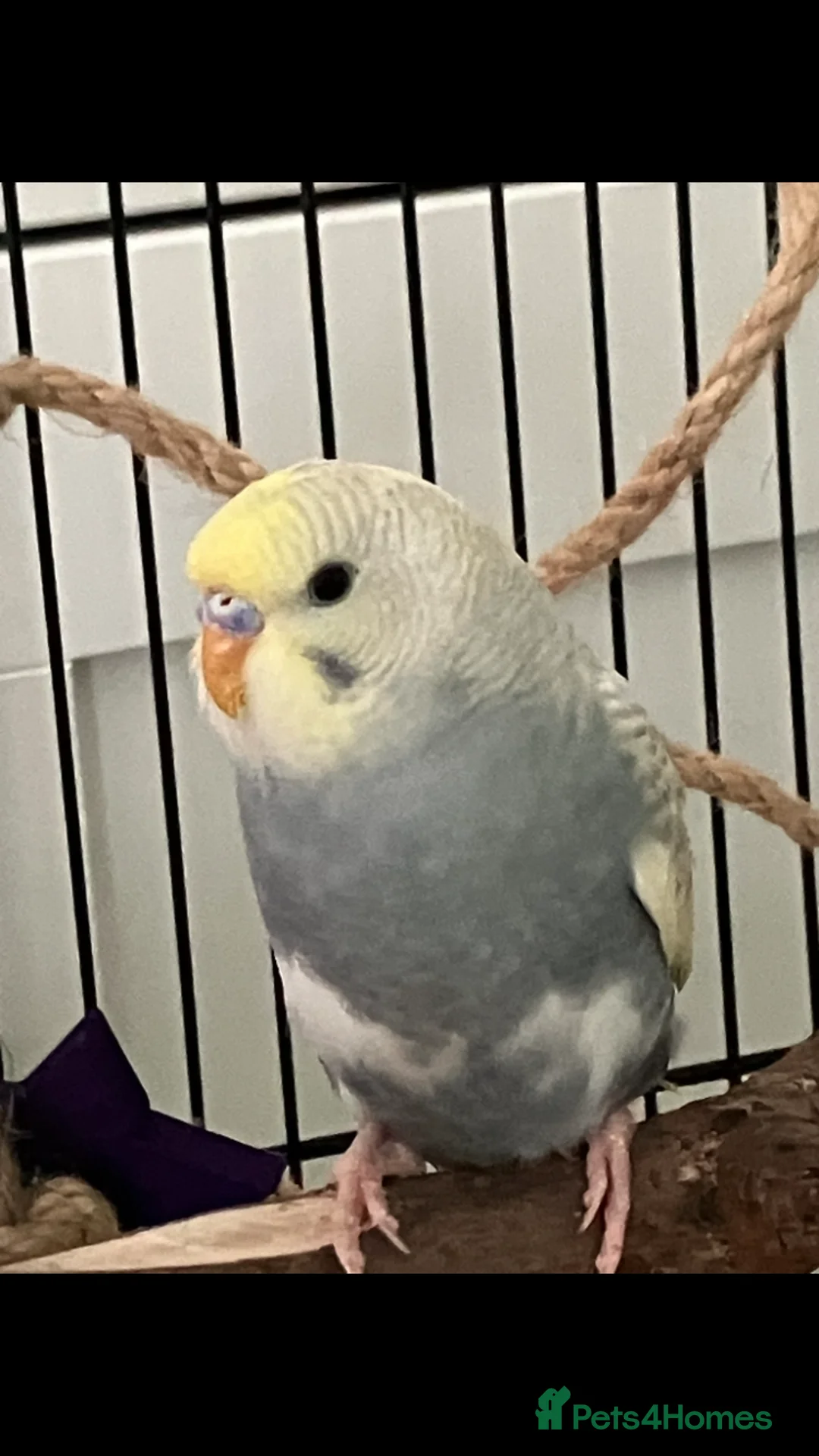 Budgerigars birds for sale: Two female budgies 5 month old - Advert 1