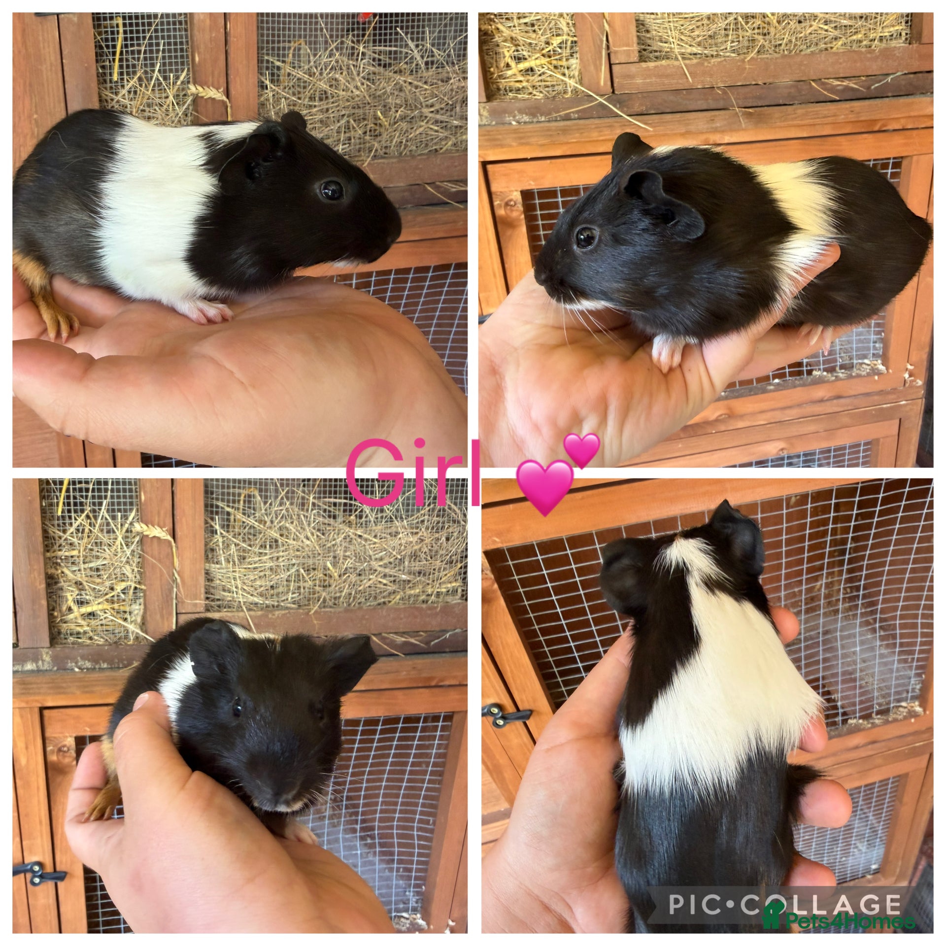 Guinea Pig rodents 3 Female, 2 male guinea pigs for new homes  - Advert 2