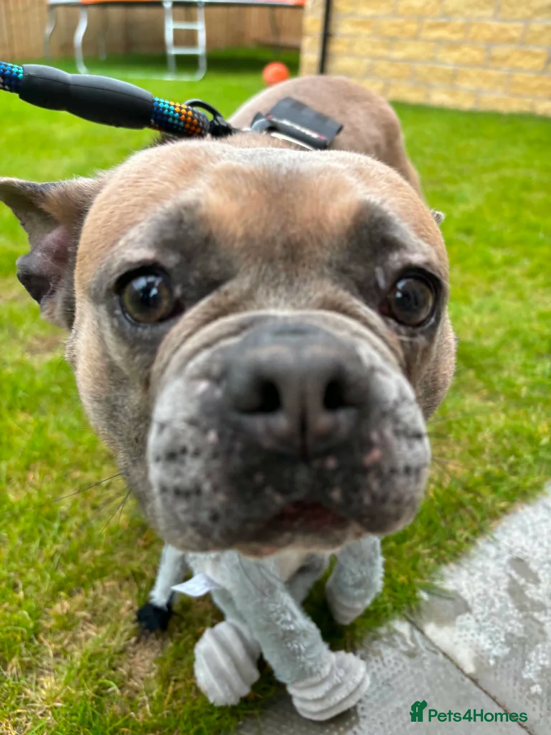 Mixed Breed dogs for sale: Lexi French Bulldog female 1 year old - Advert 2