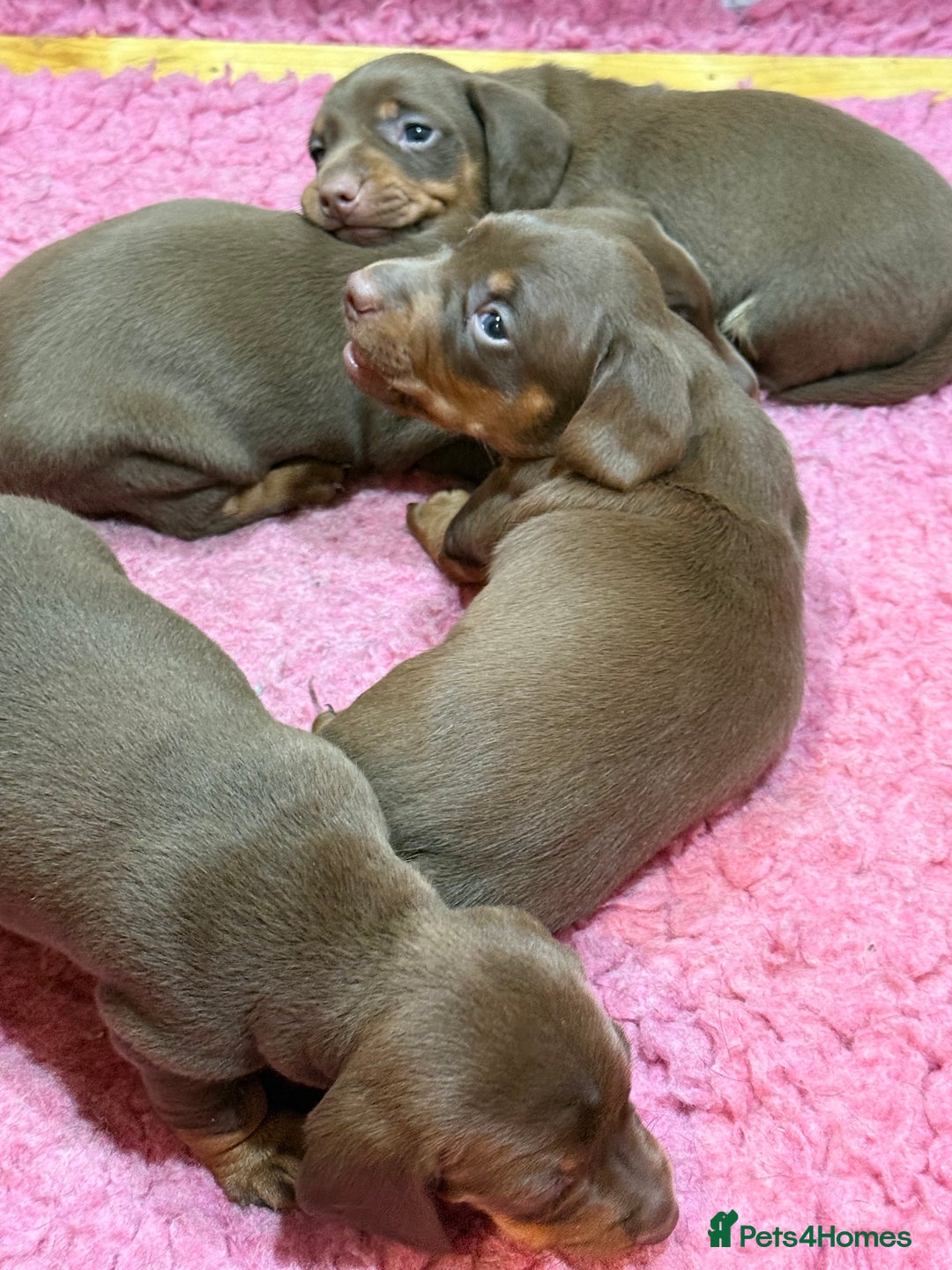 Miniature Dachshund dogs for sale: Miniature Short Coat Dachshund Puppies  - Advert 4