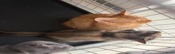 Mixed Breed cats for sale: kittens - Advert 11