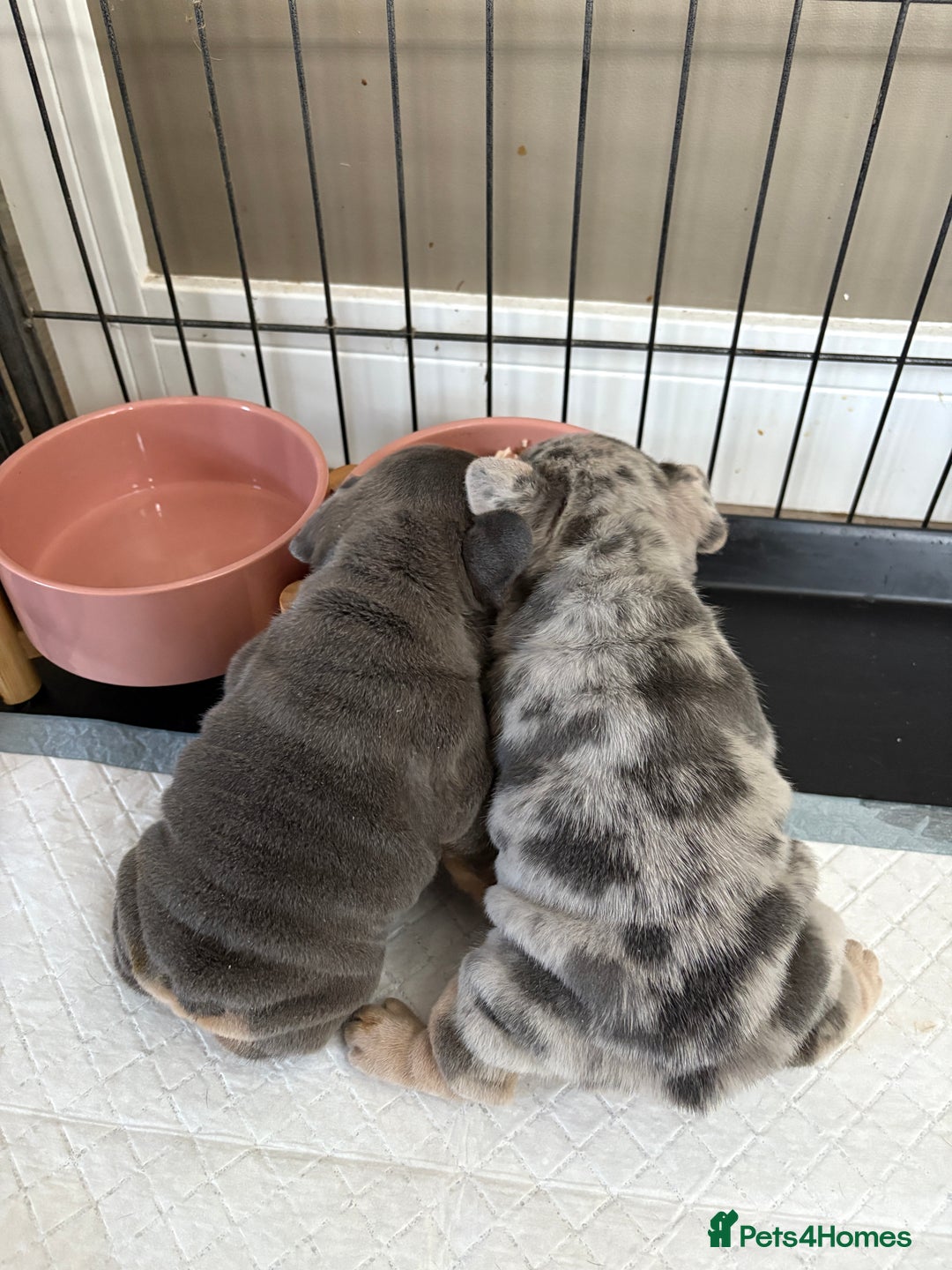 French Bulldog dogs for sale: Beautiful shades of blue babies - Image 14