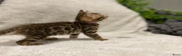 Bengal cats for sale: - Brown & Silver Bengals—Experienced Homes Only - Advert 21