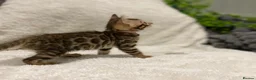 Bengal cats for sale: - Brown & Silver Bengals—Experienced Homes Only - Advert 21