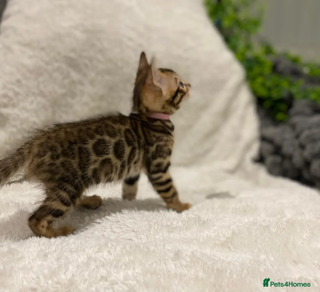 Bengal cats for sale: - Brown & Silver Bengals—Experienced Homes Only - Advert 21