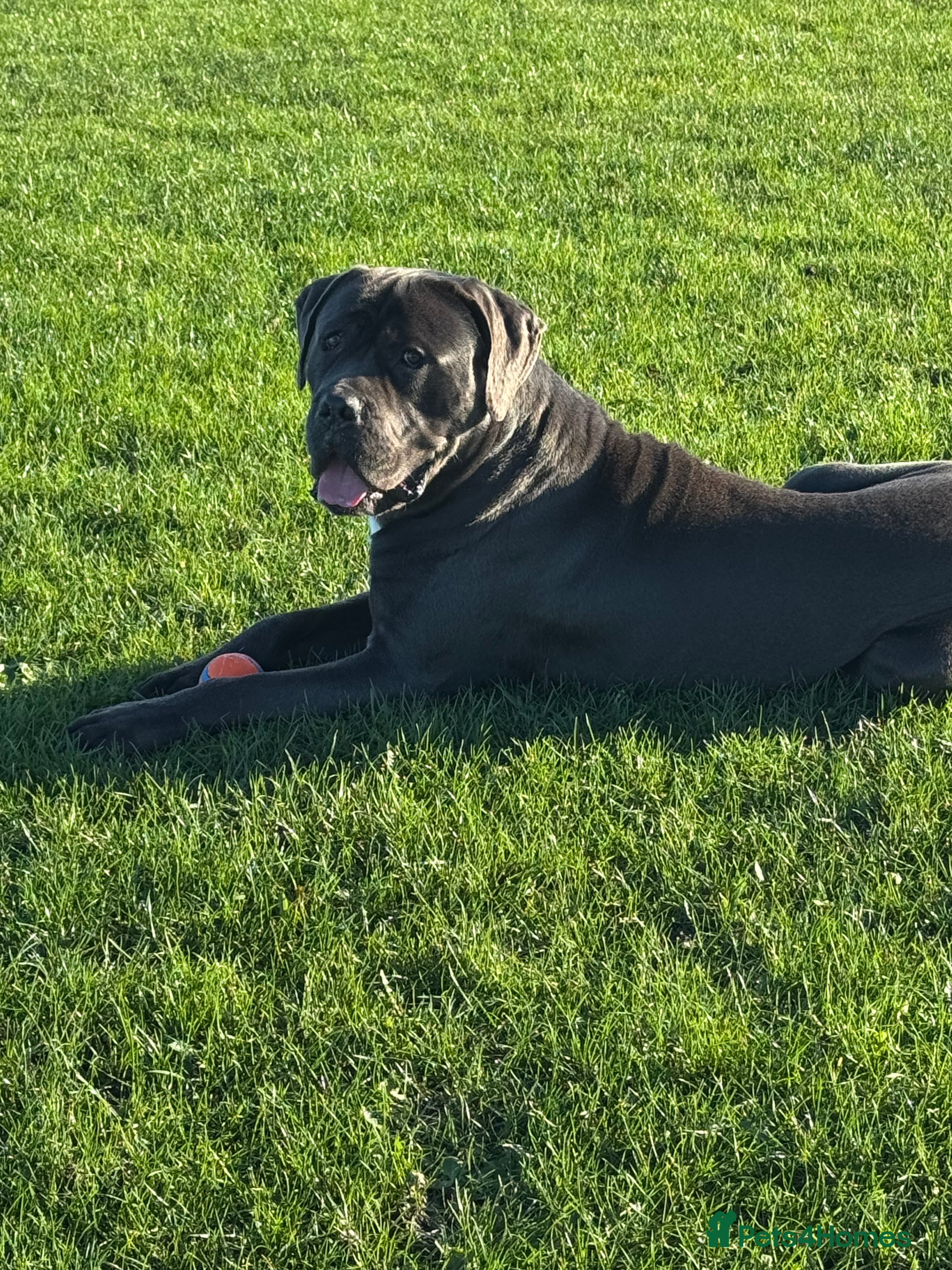 Cane Corso dogs Rehoming my dog  - Advert 1