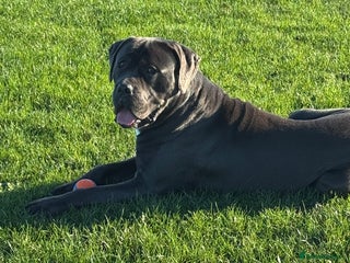 Cane Corso dogs Rehoming my dog - Advert 1