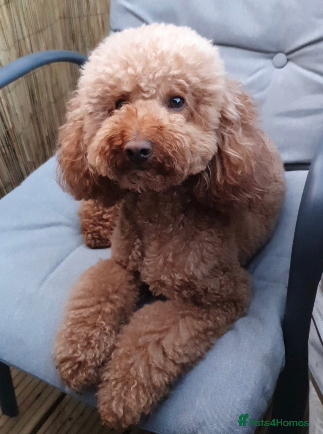 Miniature Poodle dogs for stud: Red Miniature Poodle Stud package Available  in Southampton - Advert 13