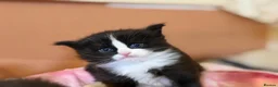 British Longhair cats for sale: Beautiful British long-haired kittens - Advert 6