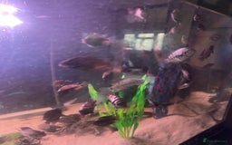 Cichlids fish for sale: Convict cichlids for sale - Advert 1