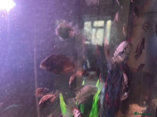 Cichlids fish Convict cichlids for sale - Advert 1