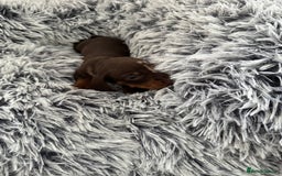 Miniature Dachshund dogs for sale: Miniature Dachshund puppies - Image 7