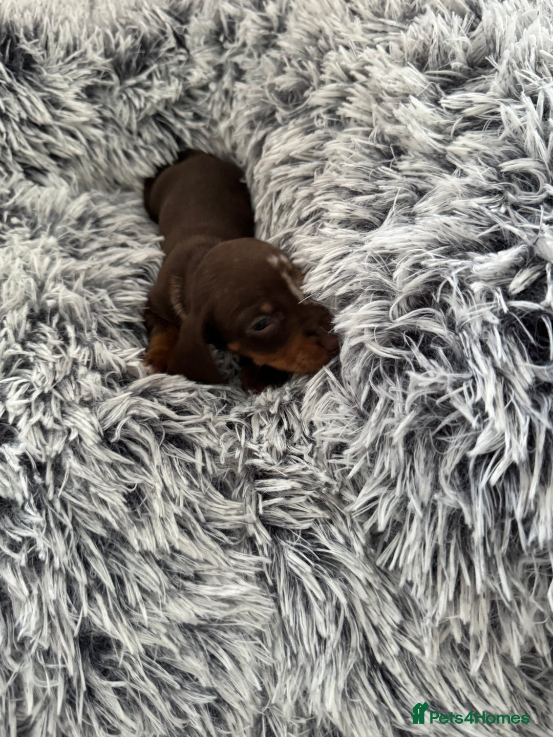 Miniature Dachshund dogs for sale: Miniature Dachshund puppies - Image 7