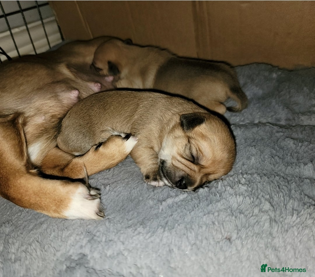 Mixed Breed dogs for sale: Chihuahua jack Russell boy puppy - Image 8
