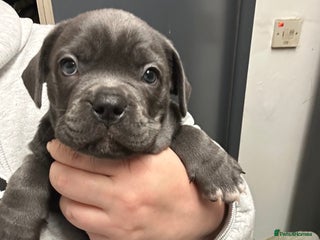 Mixed Breed dogs Beautiful pups - Advert 11