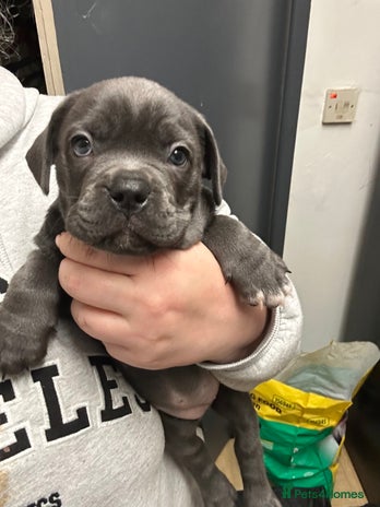 Mixed Breed dogs Beautiful pups - Advert 13