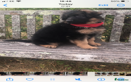 German Shepherd dogs for sale: Beautiful chunky long haired black, tan & red pups - Image 10