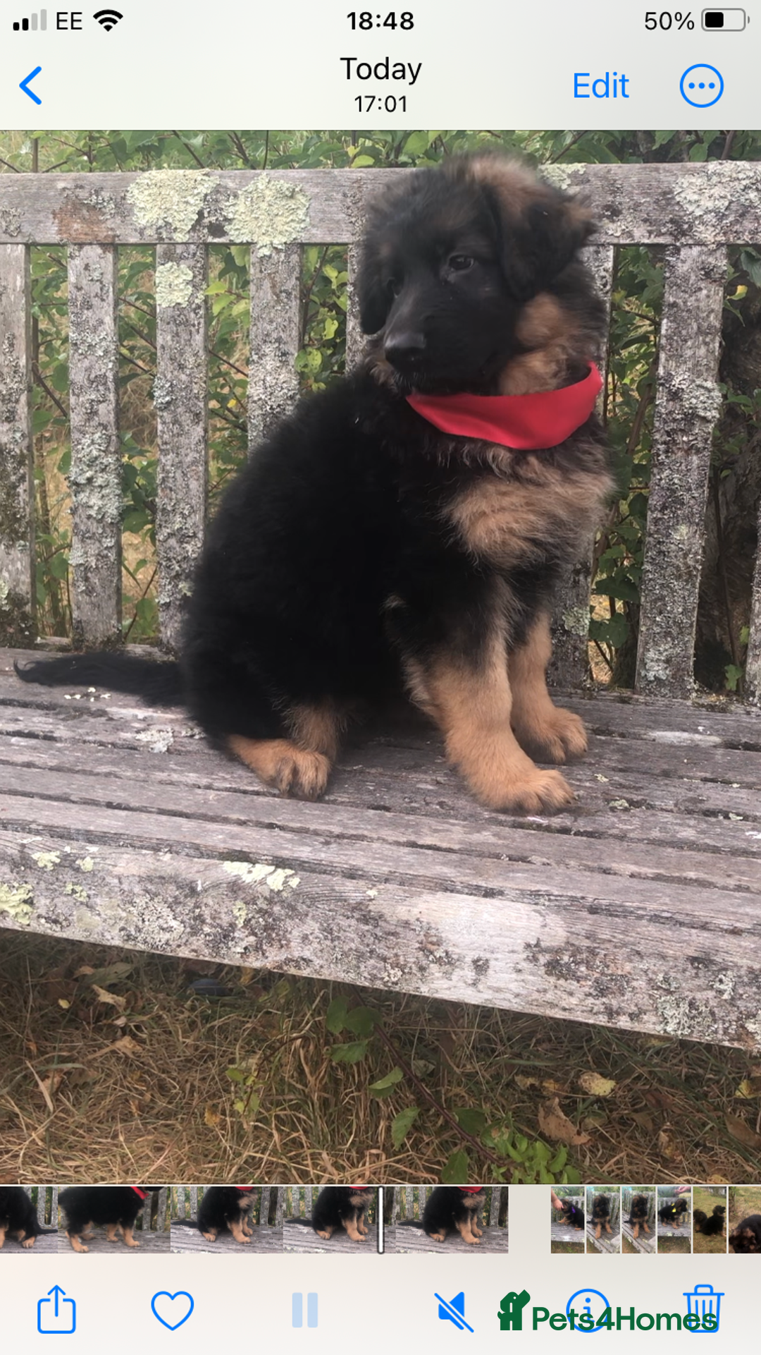 German Shepherd dogs for sale: Beautiful chunky long haired black, tan & red pups - Image 10