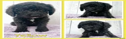 Mixed Breed dogs for sale:  🐾 READY NOW - Cavapoochon Puppies 🐾 - Advert 31
