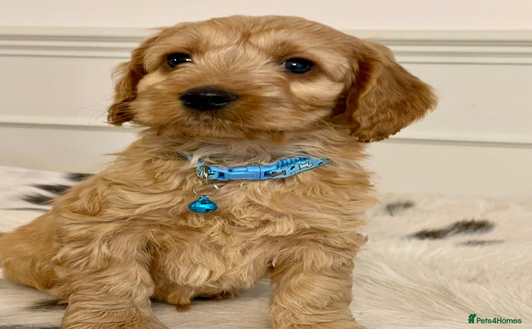 Cockapoo dogs - Advert 2