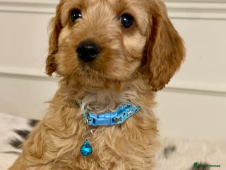 Cockapoo dogs - Advert 1