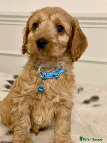 Cockapoo dogs - Advert 3