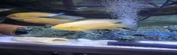 Cichlids fish for sale: Breeding pair of golden severums - Advert 3