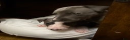 Whippet dogs for sale: Blue whippet pups for sale  - Advert 12