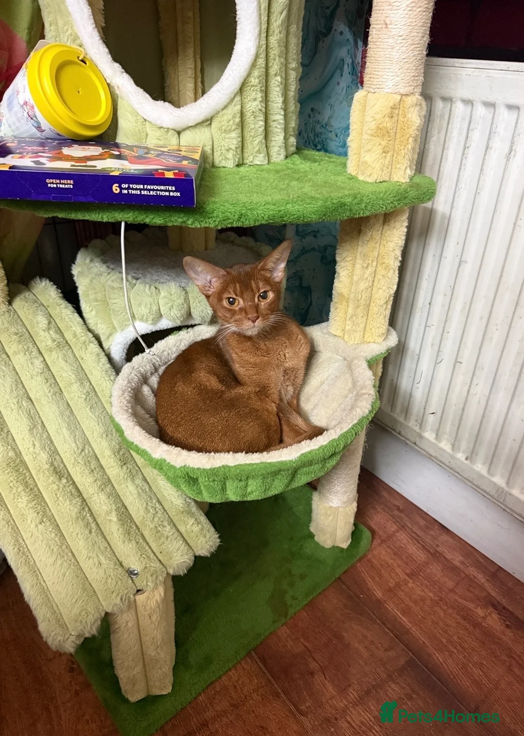 Abyssinian cats for sale: EXCLUSIVE SOMALI GIRL – A TRUE LITTLE QUEEN  - Advert 1