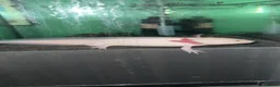 Axolotl reptiles for sale: Axolotls  - Advert 5